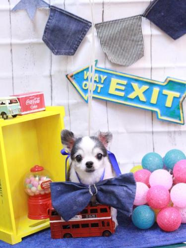 20230407チャミちゃん